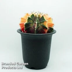 Cactus Gymnocalycium Mihanovichii F. Variegata Mixed 14 Cactus Gymnocalycium Mihanovichii F. Variegata Mixed -Plants Sale cacts