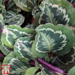 Calathea Roseopicta 'Medallion' -Plants Sale cal1