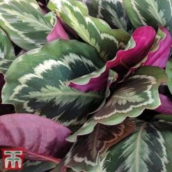 Calathea Roseopicta 'Medallion' -Plants Sale cal31