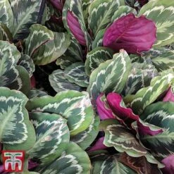 Calathea Roseopicta 'Medallion' -Plants Sale cal41