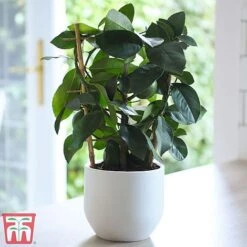 Calamondin Orange - Citrus 7 Calamondin Orange - Citrus -Plants Sale cala1