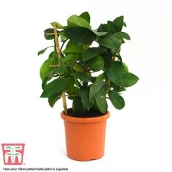 Calamondin Orange - Citrus 9 Calamondin Orange - Citrus -Plants Sale calamon supplied
