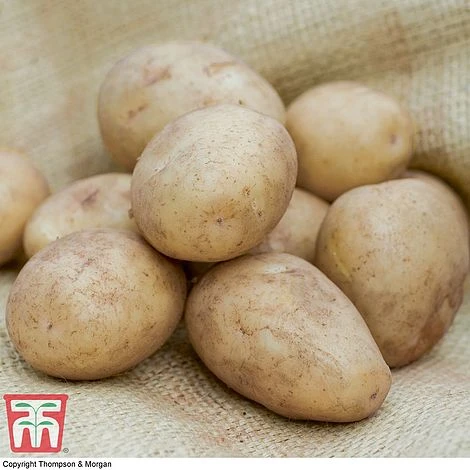Potato 'T&M All Year Round Collection' 4 Potato 'T&M All Year Round Collection' - Image 2