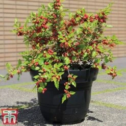 Mulberry 'Charlotte Russe' (Mojo Berry) -Plants Sale charl3