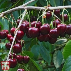 Cherry Patio Duo 'Hedelfinger & Dubbele Meikers' 8 Cherry Patio Duo 'Hedelfinger & Dubbele Meikers' -Plants Sale cherry 1
