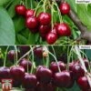 Cherry Patio Duo 'Hedelfinger & Dubbele Meikers' -Plants Sale cherry duo 2