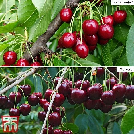 Cherry Patio Duo 'Hedelfinger & Dubbele Meikers' 4 Cherry Patio Duo 'Hedelfinger & Dubbele Meikers' - Image 2