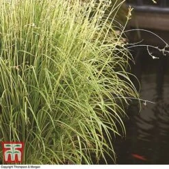 Chlorophytum Saundersiae 'Starlight' -Plants Sale chlc