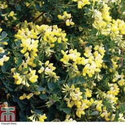 Coronilla Valentina Subsp. Glauca 'Citrina' 10 Coronilla Valentina Subsp. Glauca 'Citrina' -Plants Sale cit