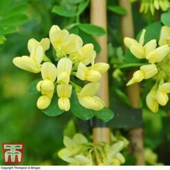 Coronilla Valentina Subsp. Glauca 'Citrina' 11 Coronilla Valentina Subsp. Glauca 'Citrina' -Plants Sale citrinia 2