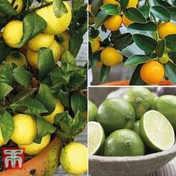 Citrus Tree Collection 13 Citrus Tree Collection -Plants Sale citrus t10993 A