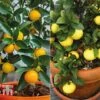 Citrus Tree Collection -Plants Sale citrus t10993 A23