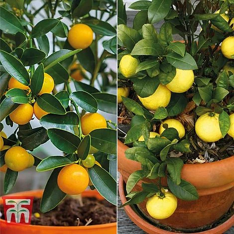 Citrus Tree Collection 3 Citrus Tree Collection