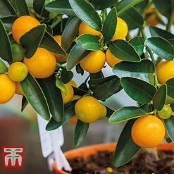 Citrus Tree Collection 10 Citrus Tree Collection -Plants Sale citrus t10993 C