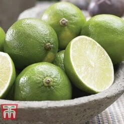 Citrus Tree Collection 12 Citrus Tree Collection -Plants Sale citrus t10993 D