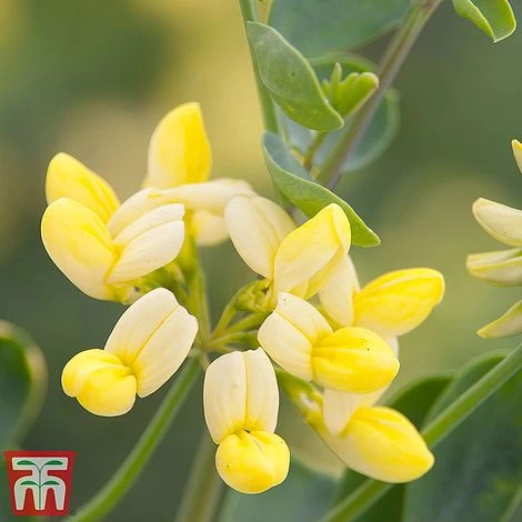 Coronilla Valentina Subsp. Glauca 'Citrina' 3 Coronilla Valentina Subsp. Glauca 'Citrina'