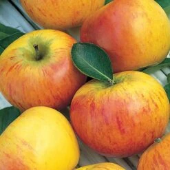 Apple 'Family Apple Tree' -Plants Sale cox