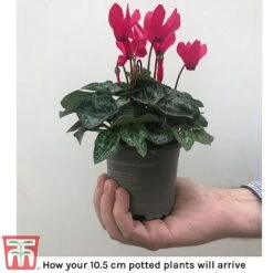 Cyclamen Persicum Metis Series -Plants Sale cycl