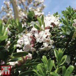 Daphne 'Eternal Fragrance' -Plants Sale daphn