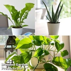 De-humidifying House Plant Collection -Plants Sale dehum trio