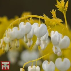 Dicentra Spectablis 'White Gold' -Plants Sale dice white2
