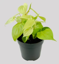Philodendron Micans Lemon And Lime -Plants Sale download PhotoRoom