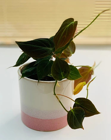 Philodendron Micans 3 Philodendron Micans