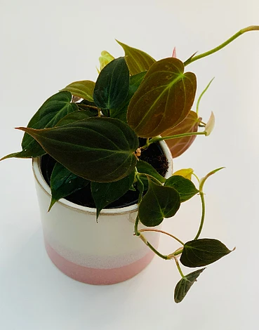 Philodendron Micans 4 Philodendron Micans - Image 2