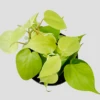Philodendron Micans Lemon And Lime -Plants Sale download206 PhotoRoom