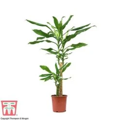 Dracaena Fragrans (House Plant) 11 Dracaena Fragrans (House Plant) -Plants Sale dracaena