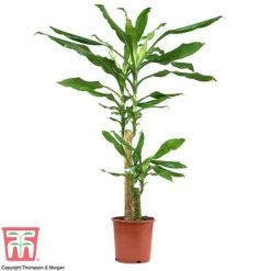 Dracaena Fragrans (House Plant) 12 Dracaena Fragrans (House Plant) -Plants Sale dracaena1