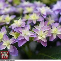 Hydrangea 'Double Dutch Alkmaar' -Plants Sale dutch3