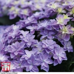 Hydrangea 'Double Dutch Alkmaar' -Plants Sale dutch4