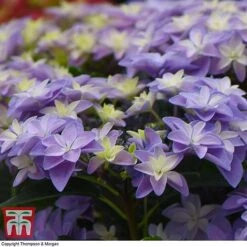 Hydrangea 'Double Dutch Alkmaar' -Plants Sale dutch6