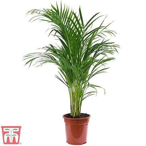 Bamboo Palm 4 Bamboo Palm - Image 2