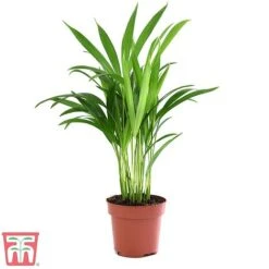Bamboo Palm 8 Bamboo Palm -Plants Sale dyps2