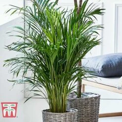 Bamboo Palm 9 Bamboo Palm -Plants Sale dyps3