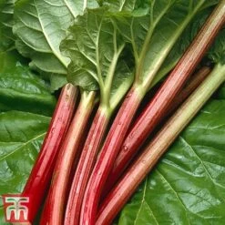 Rhubarb 'Sanvitos®' Duo -Plants Sale early3