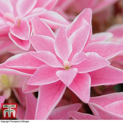 Hydrangea 'Double Dutch Edam' 5 Hydrangea 'Double Dutch Edam' - Image 3