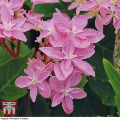 Hydrangea 'Double Dutch Edam' 13 Hydrangea 'Double Dutch Edam' -Plants Sale edam3