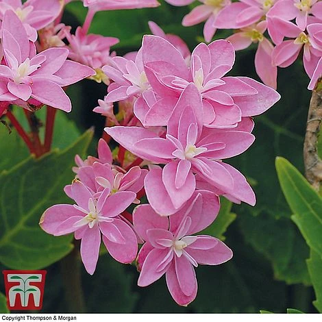 Hydrangea 'Double Dutch Edam' 6 Hydrangea 'Double Dutch Edam' - Image 4