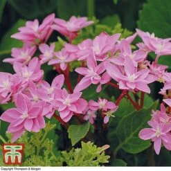 Hydrangea 'Double Dutch Edam' 15 Hydrangea 'Double Dutch Edam' -Plants Sale edam4