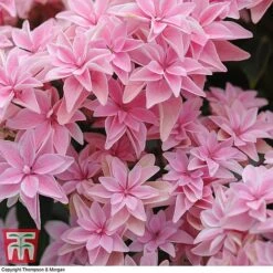 Hydrangea 'Double Dutch Edam' 14 Hydrangea 'Double Dutch Edam' -Plants Sale edam5