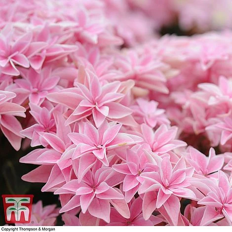 Hydrangea 'Double Dutch Edam' 9 Hydrangea 'Double Dutch Edam' - Image 7