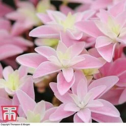 Hydrangea 'Double Dutch Edam' 17 Hydrangea 'Double Dutch Edam' -Plants Sale edam7