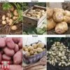 Potato 'T&M Favourites Collection' 1 Potato 'T&M Favourites Collection' -Plants Sale fav coll