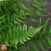 Dryopteris Affinis -Plants Sale fern