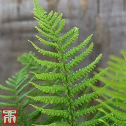 Dryopteris Affinis -Plants Sale fern2