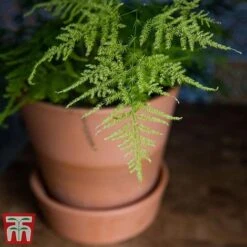 Asparagus Setaceus Plumosus -Plants Sale fern21