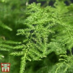 Asparagus Setaceus Plumosus -Plants Sale fern4